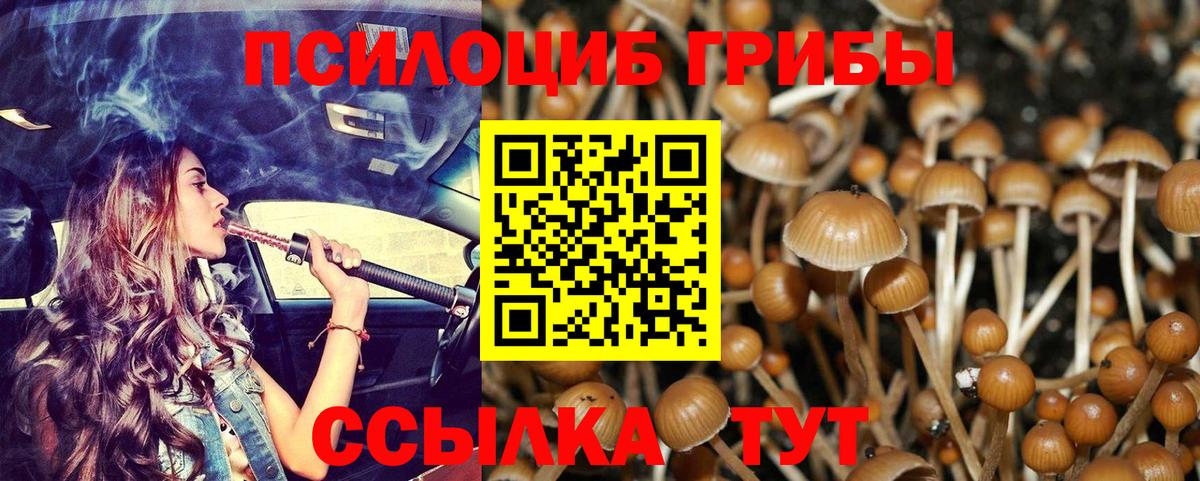 Псилоцибиновые грибы Cubensis Магнитогорск